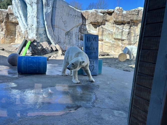 Polar bears at Louisville zoo celebrate Valentine's Day - 2.14.25