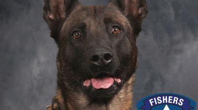 Harlej - Indiana police dog