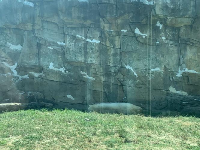 Polar bear at the zoo