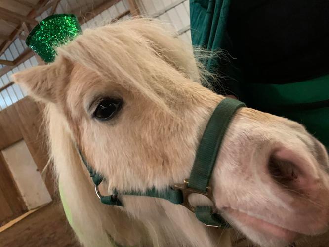 IMAGES| Mini horses win Halloween with costume party fundraiser for Opening Gates nonprofit