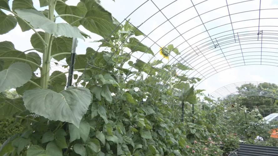 NORTON TRANSPORT GARDEN