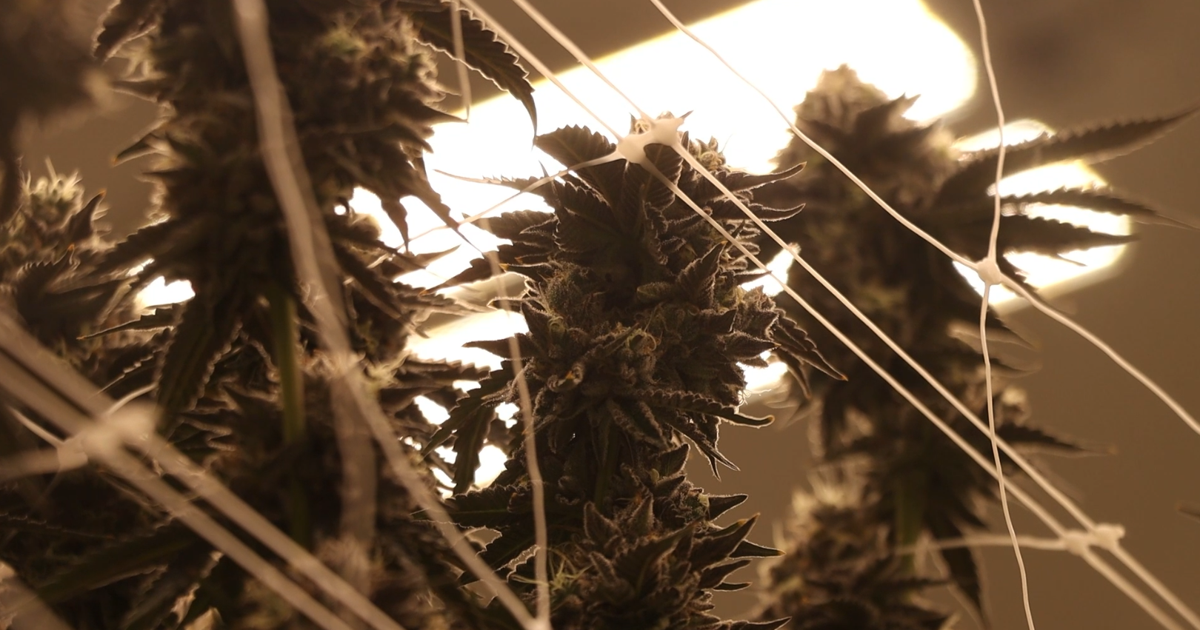 Missouri Supreme Court's definition of 'marijuana offense' adds restrictions for expungement
