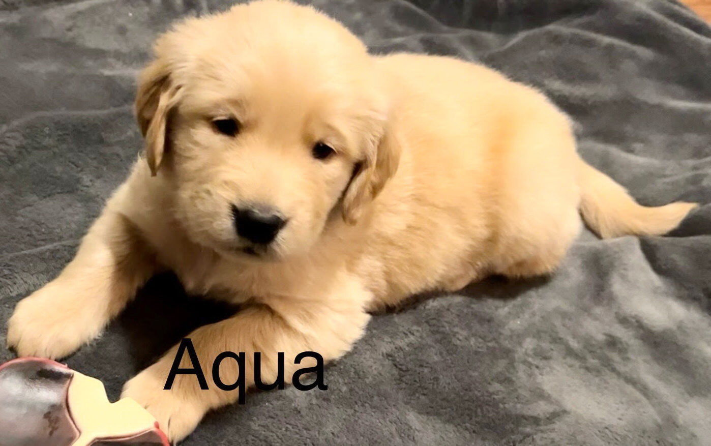 Dakota sport 2024 retriever akc