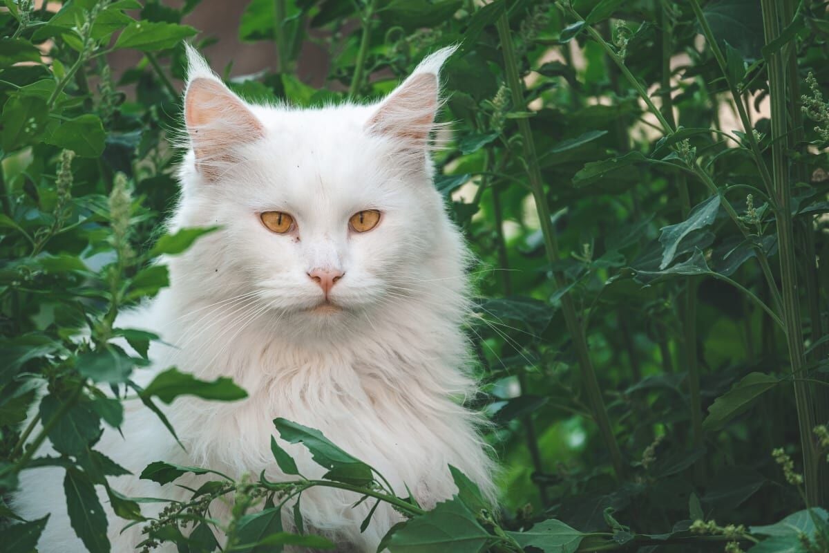 Are Maine Coons Good Pets: Unleashing the Perfect Family Companions