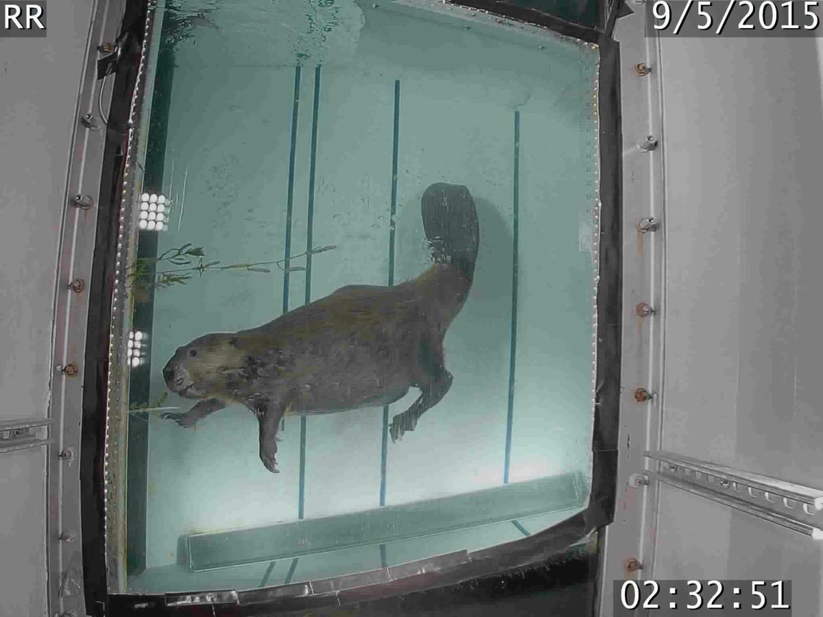 Otters Discover Fish Ladder Bites At Rocky Reach Dam Local News Wenatcheeworld Com