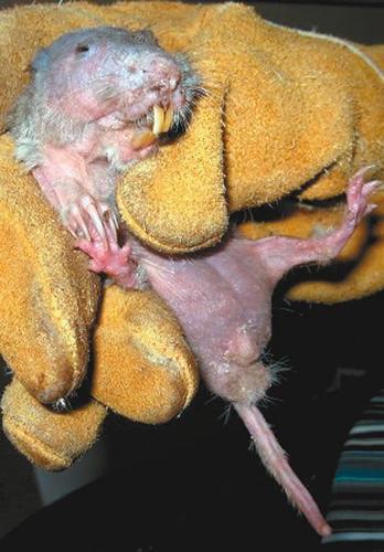 Naked mole rat? No, just a hairless gopher | Local News 