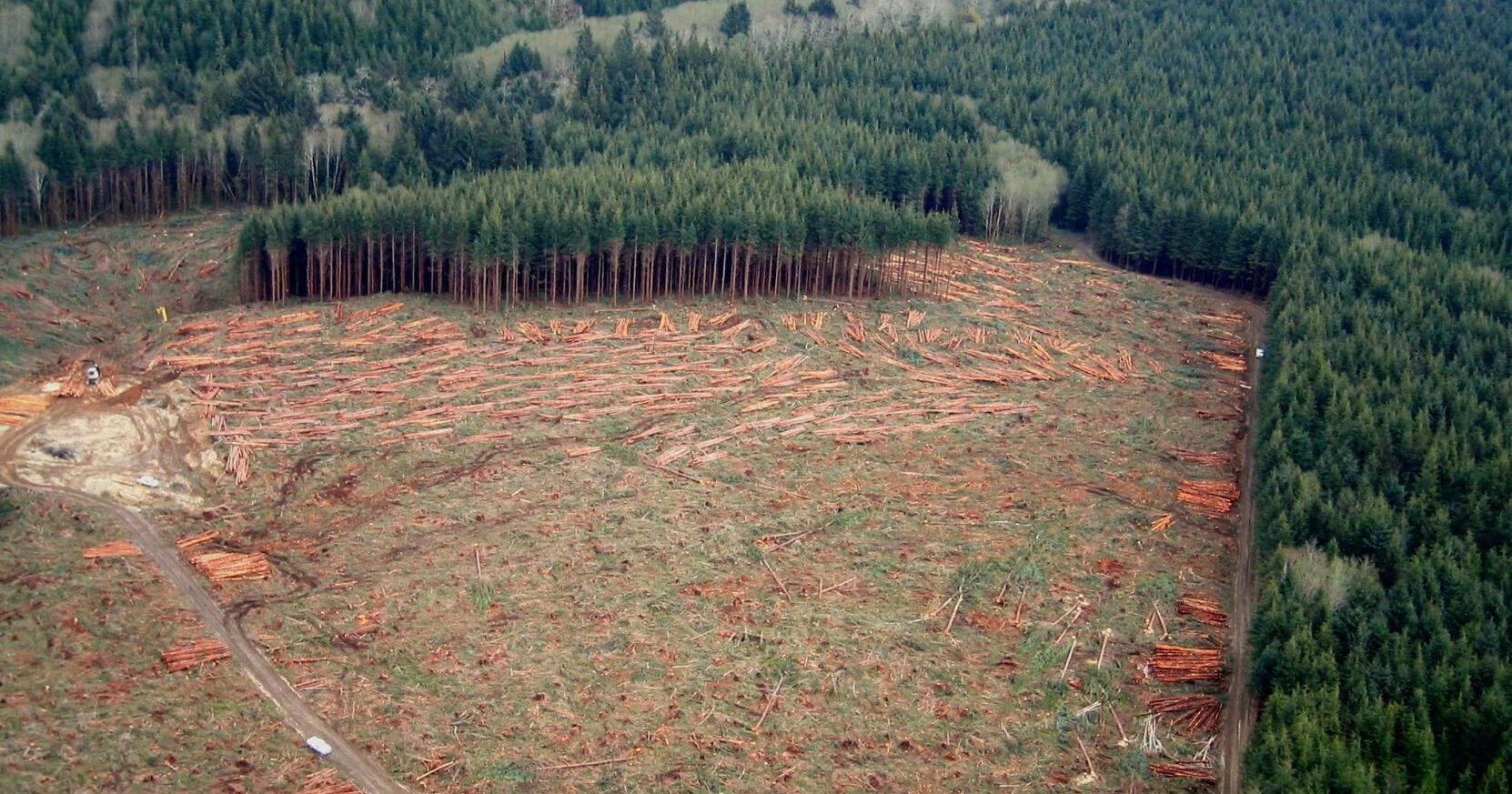 Court ruling clears way for carbon storage projects on state logging lands - Vimarsana News