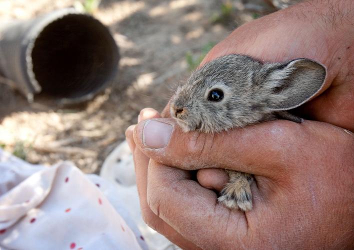 The plight of the pygmy rabbit