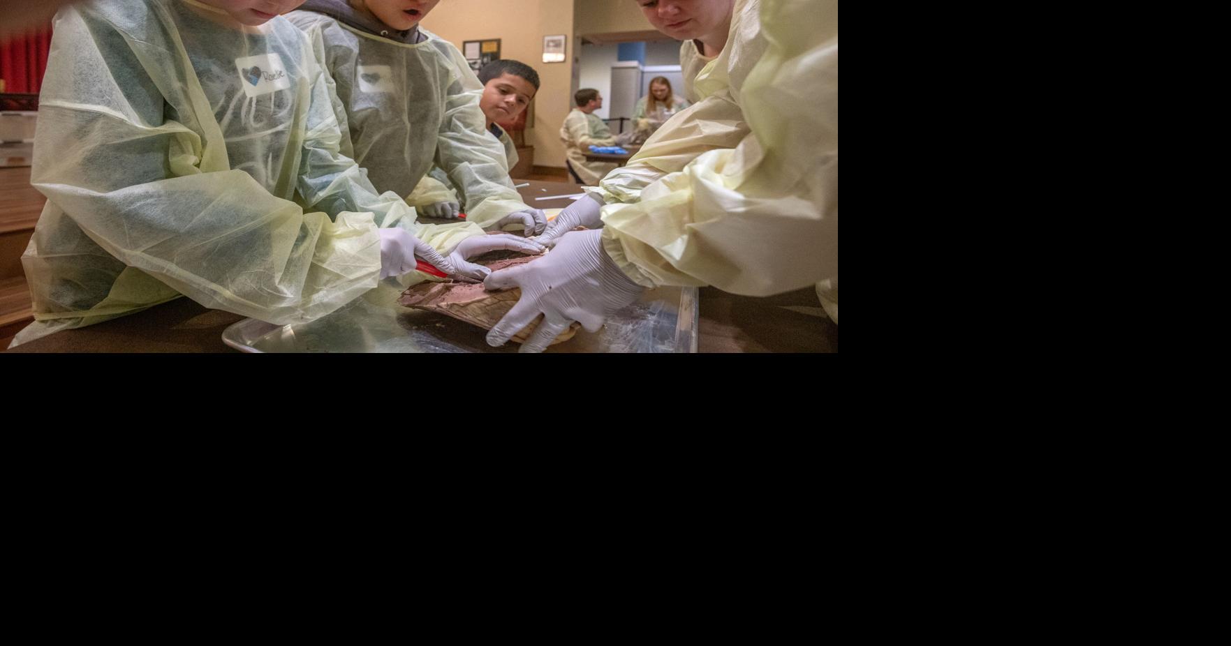 Heart dissection gets kids pumped for science | Local News ...