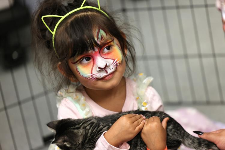 Cat Face Paint: How to Do It Like a Pro - Great Pet Living