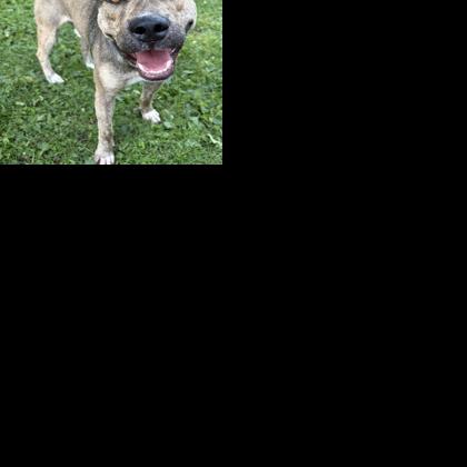 Pet of the Week | Bandit