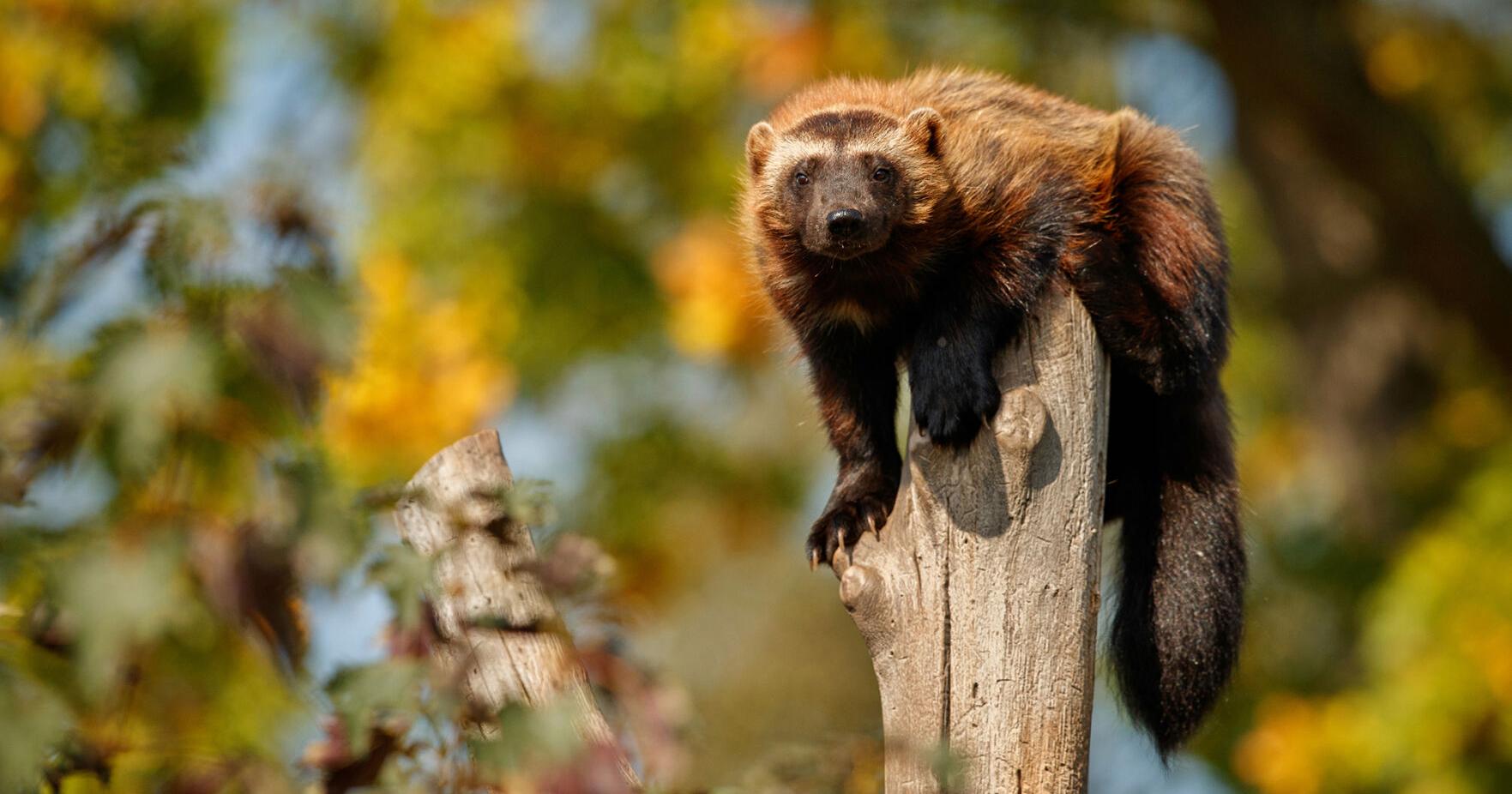 'Wolverines really need Colorado': Federal decision looms over another reintroduction plan - Vimarsana News