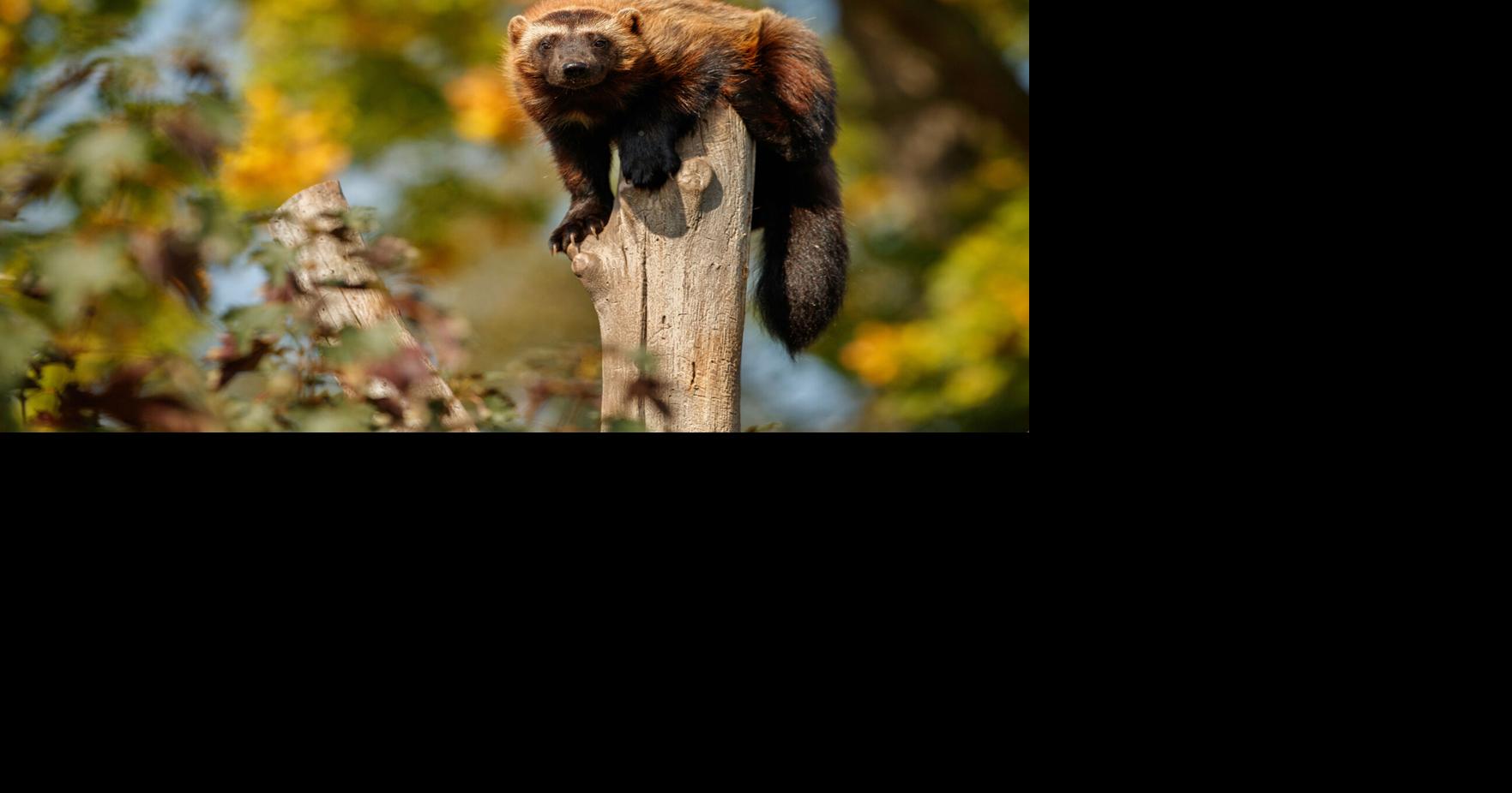 'Wolverines really need Colorado': Federal decision looms over another ...