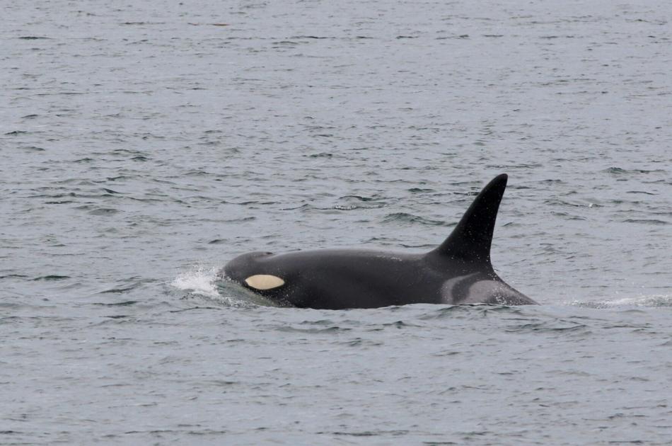 Female resident orcas especially disturbed by vessels, new research shows - wenatcheeworld.com