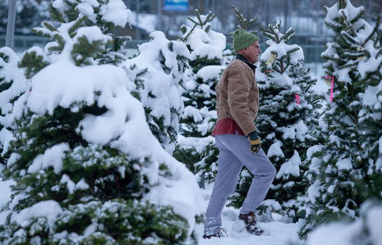 Photos Christmas trees under the snow Local News