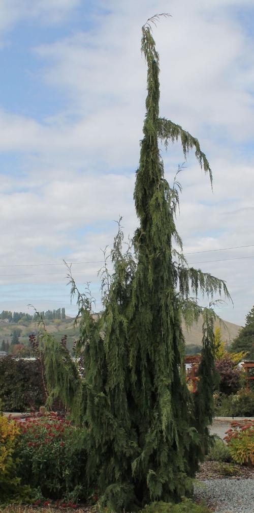 Skinny Trees To Consider For Narrow Spaces Connections