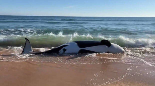 Sixth Sperm Whale Dies on British Beach