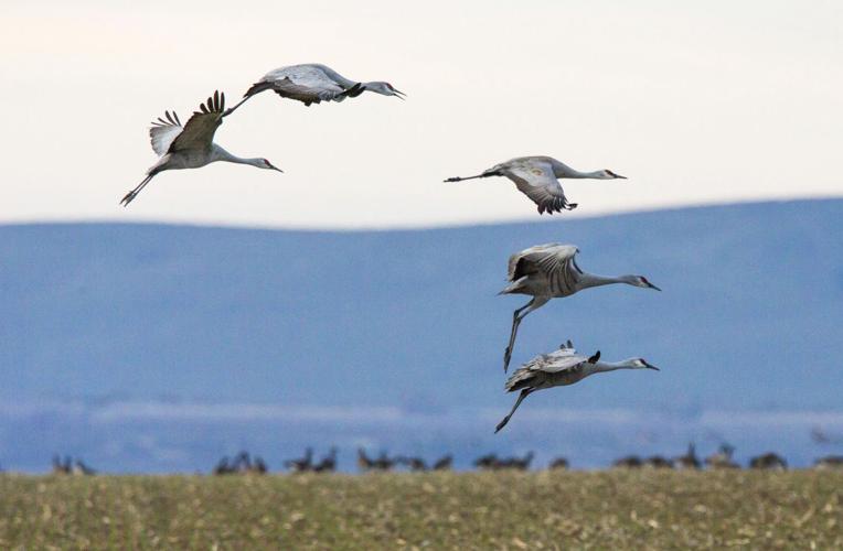 Sandhill cranes return to Othello for 20th annual festival Local News