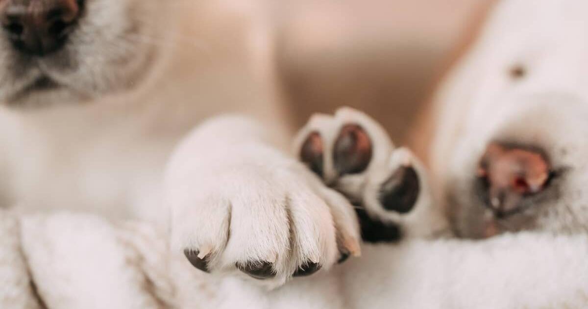 Black-and-White Dachshund Proves Being a Dog’s Favorite Person Is Basically Its Own Kind of Magic