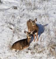 Chelan County PUD closes Sage Hills Trails System until April for mule deer and other wildlife