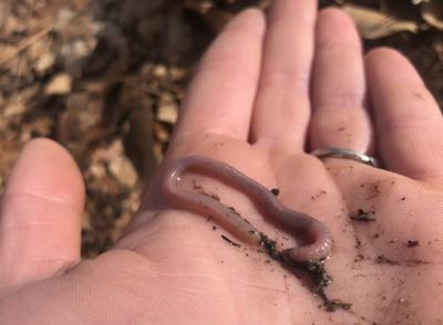 Kids & Nature Connections, Earthworm fun, GO!