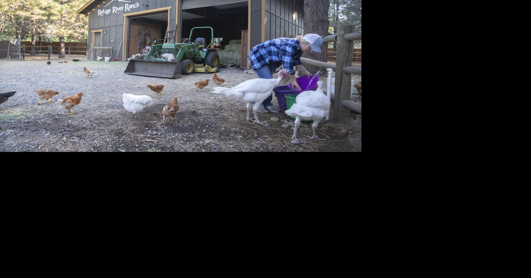 Local farms forced to reassess or shut down after updated agritourism ...