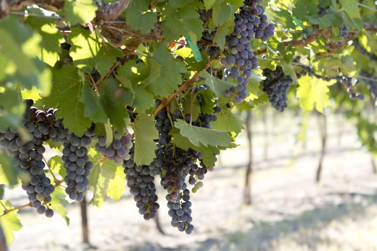 The backbone of Washington wines Business