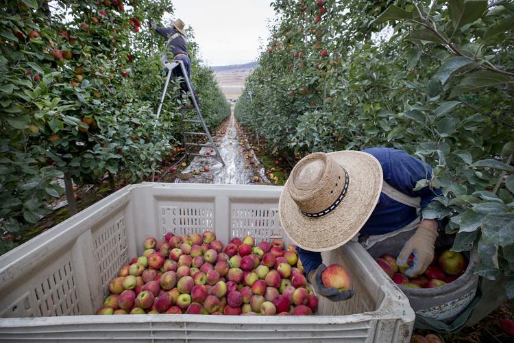 Wenatchee World - Organic Honeycrisp apples wait to be picked at