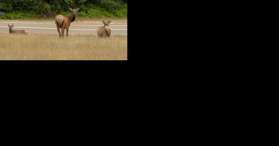Washington considers consolidating elk management - Vimarsana News