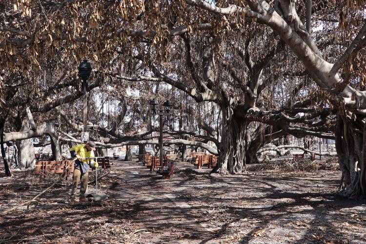 Wenatcheefounded company works to keep firedamaged historic Lahaina banyan tree alive