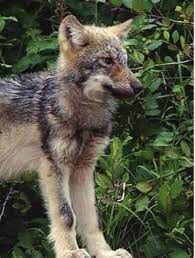 WDFW Responds To Inslee's Kettle Range Wolf Management Request 