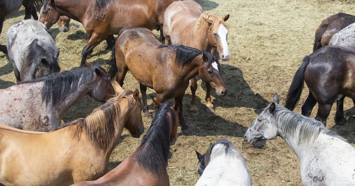Omak Stampede продолжает 92 года родео, культуры и сообщества.