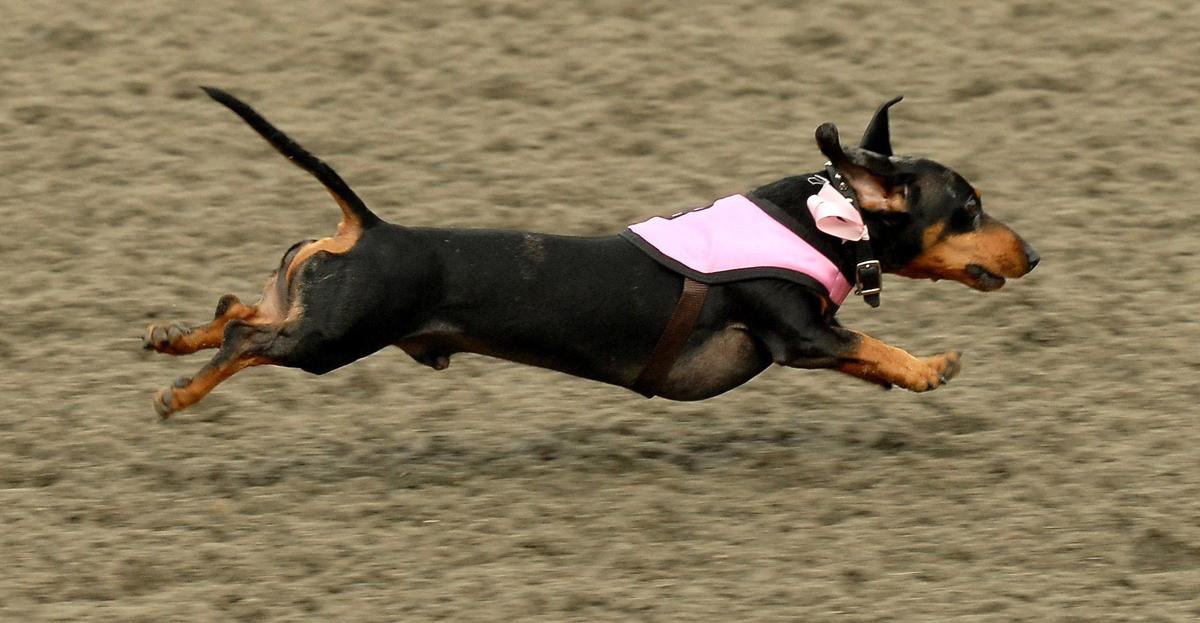 California Couple S Dachshund S A Winning Wiener Neighbors Wenatcheeworld Com