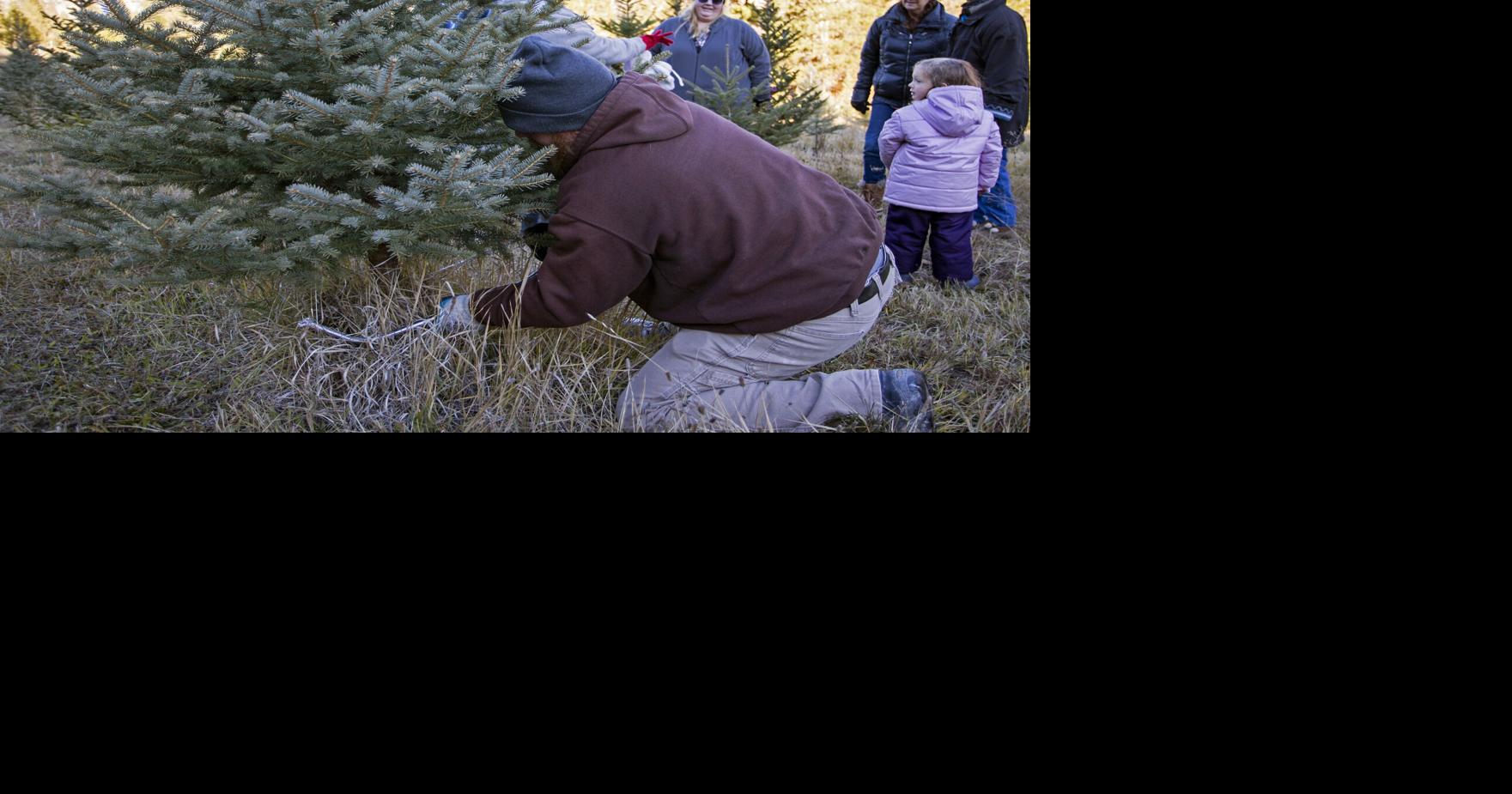 Hog Hollow Farm The place for Christmas tree huggers in the Entiat Valley Local News