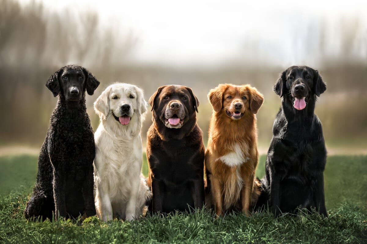 what are the 5 smartest dog breeds