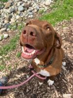 Pet of the Week | Magnolia