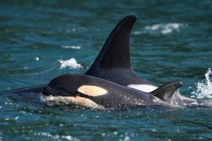 New orca baby born to southern resident L pod