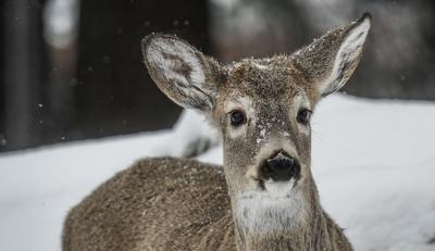 Snow_Deer_.jpg