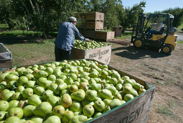 Bosc Pears  CMI Apples