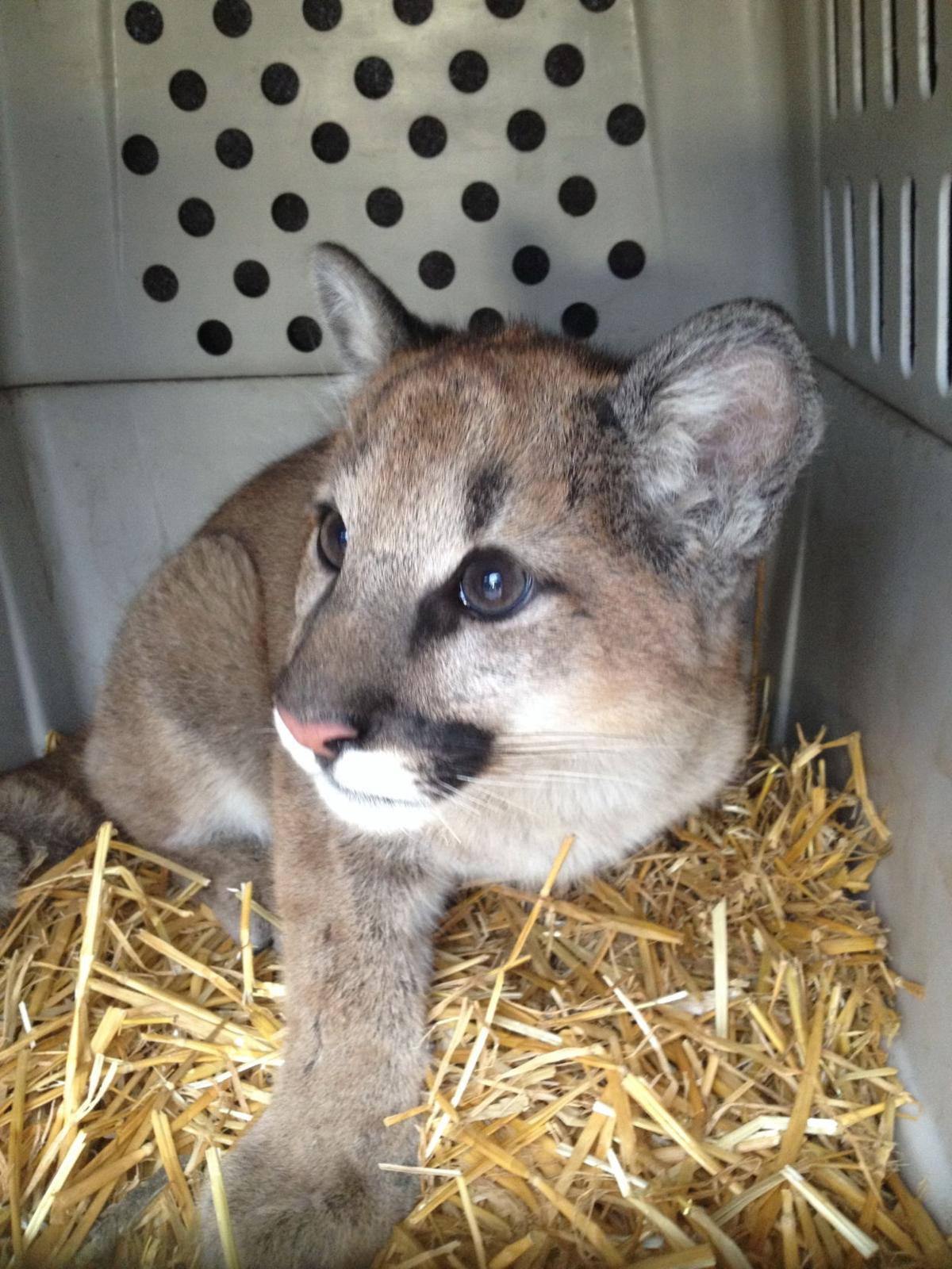 Three Orphaned Cougars Captured In Cages And On Film Local News Wenatcheeworld Com