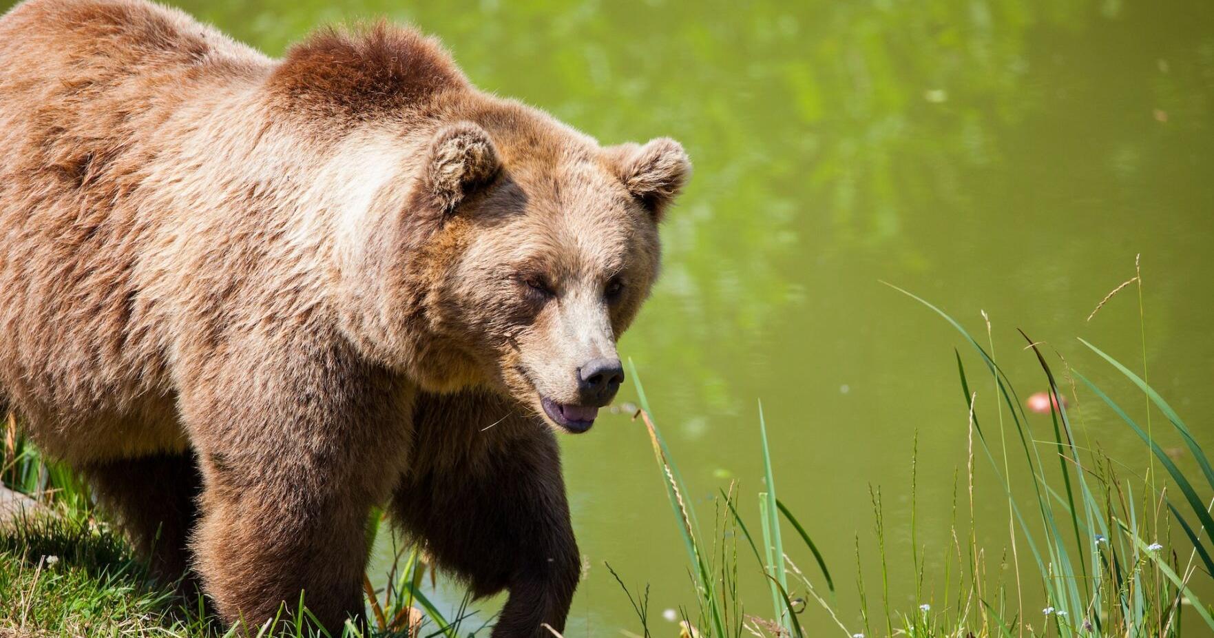 Washington hunter mistakenly kills grizzly bear north of Priest Lake - Vimarsana News