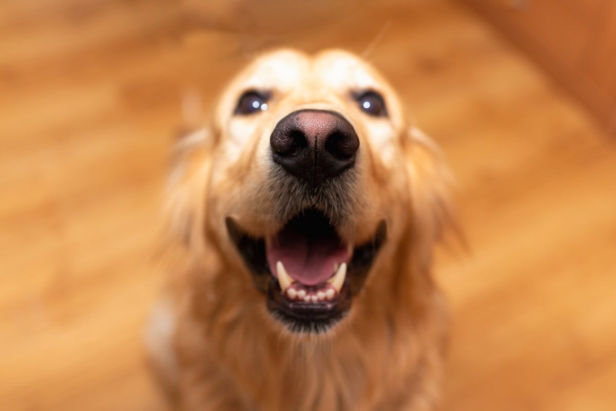 Dog Dad comparte todas las caras graciosas que hace su Golden Retriever |  Historias divertidas de animales |  wenatcheeworld.com