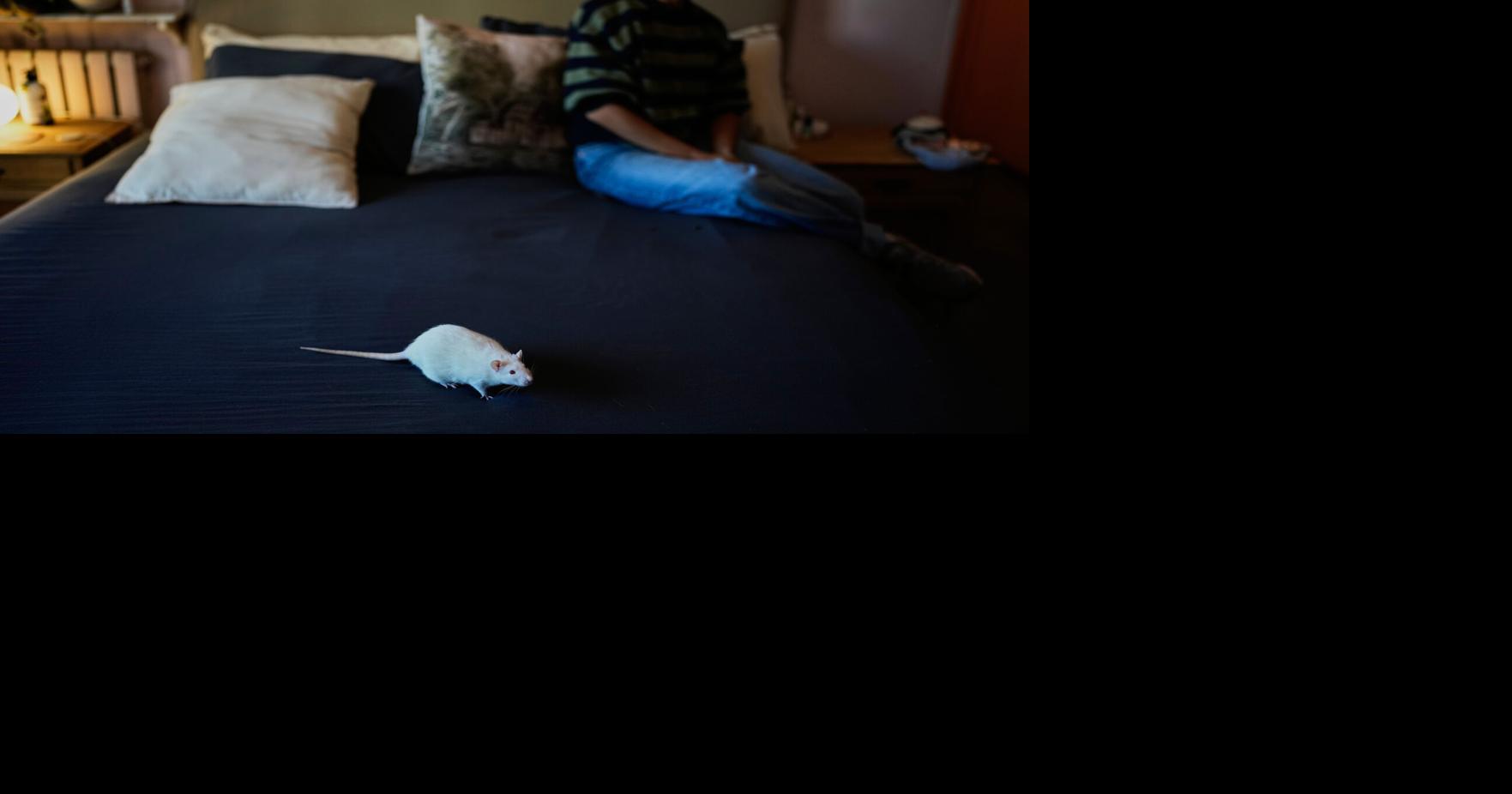 Unwanted lab rats find new homes and are adopted thanks to an Argentine ...