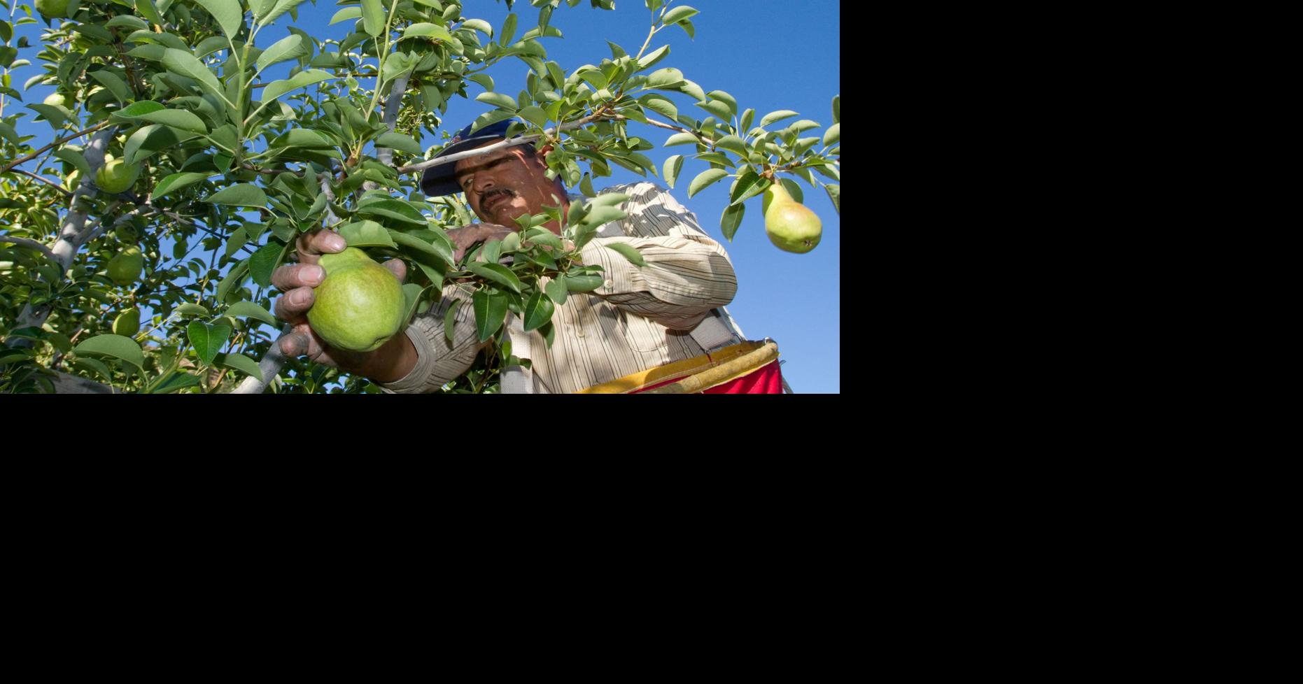 Fall weather signals pear harvesting time | Local News | wenatcheeworld.com