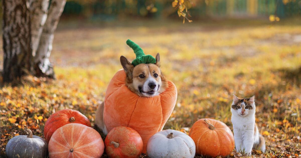 5 Vet-Approved Tips to Keep Your Pets Safe This Halloween