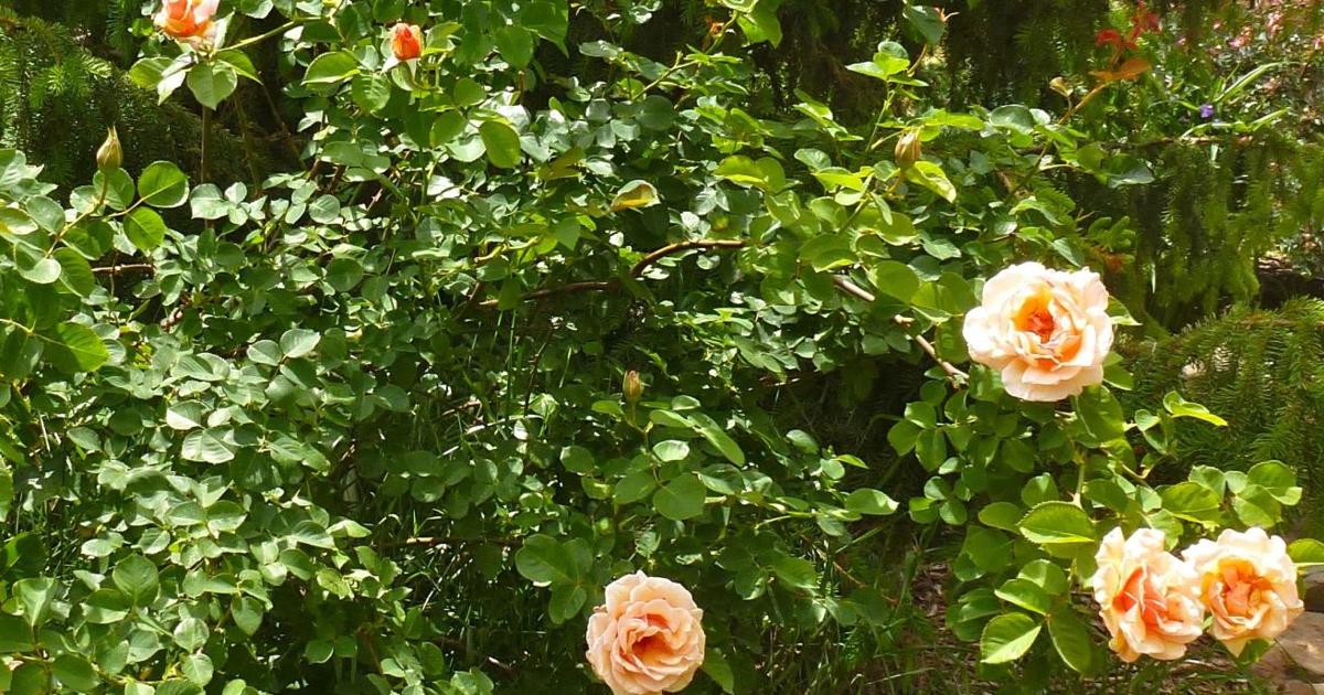 In the Garden: Griffith Buck roses are an easy-care option | At Home ...