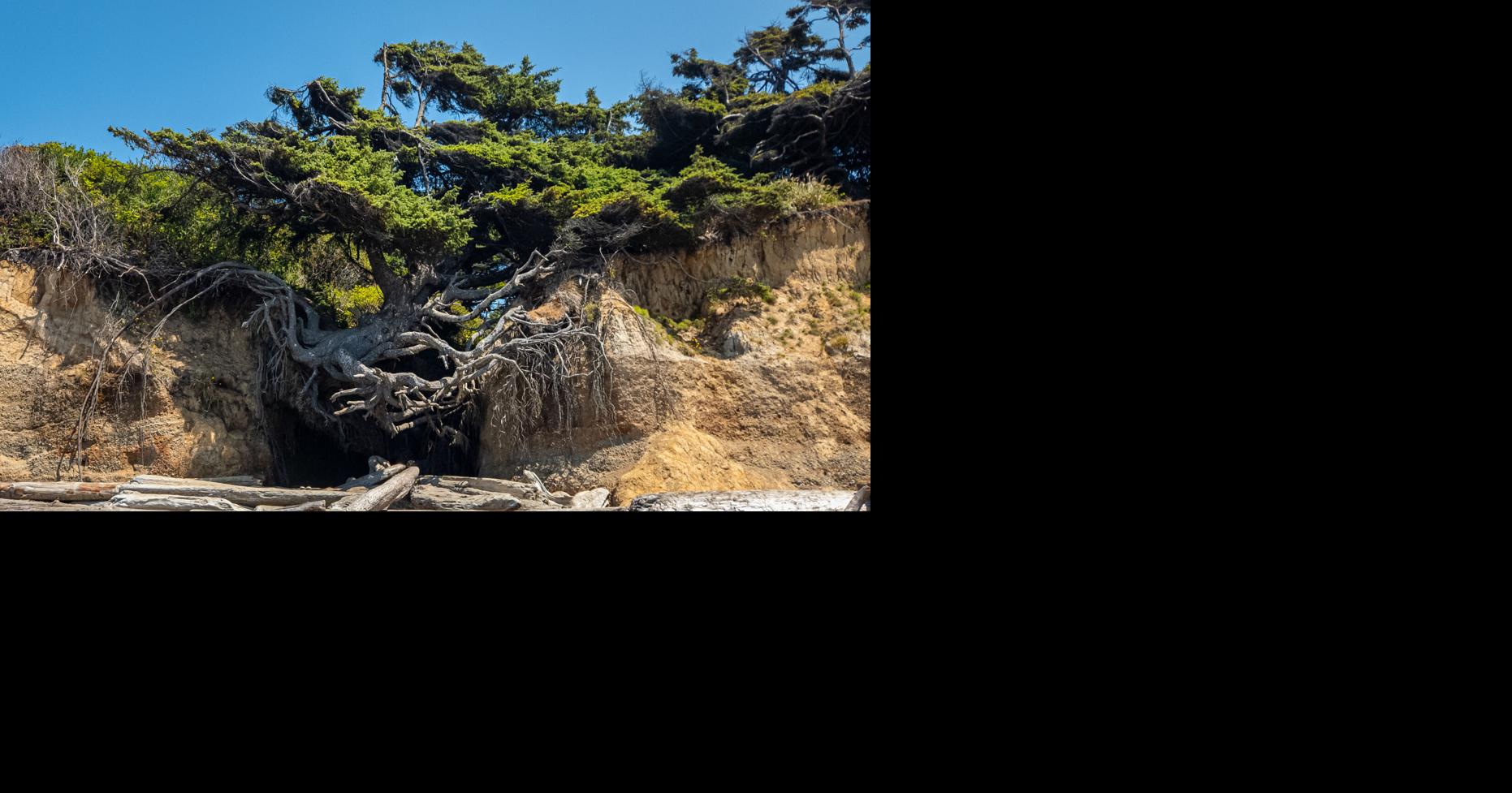 Famous ‘Tree of Life’ slumps but struggles to survive on WA coast after ...