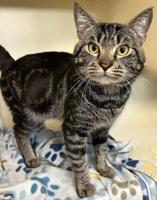 Pet of the Week | Meet Sam