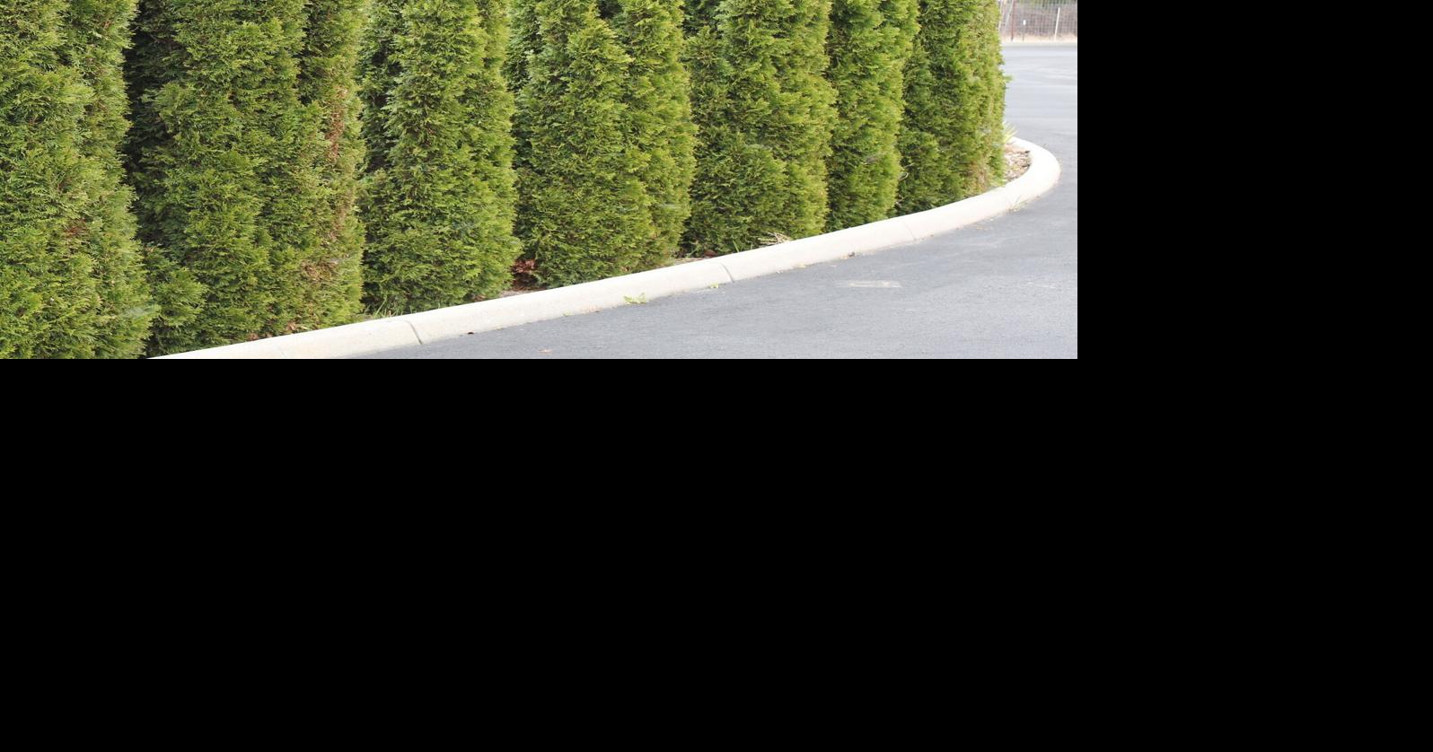 In the Garden Learn about arborvitae and alternatives before planting