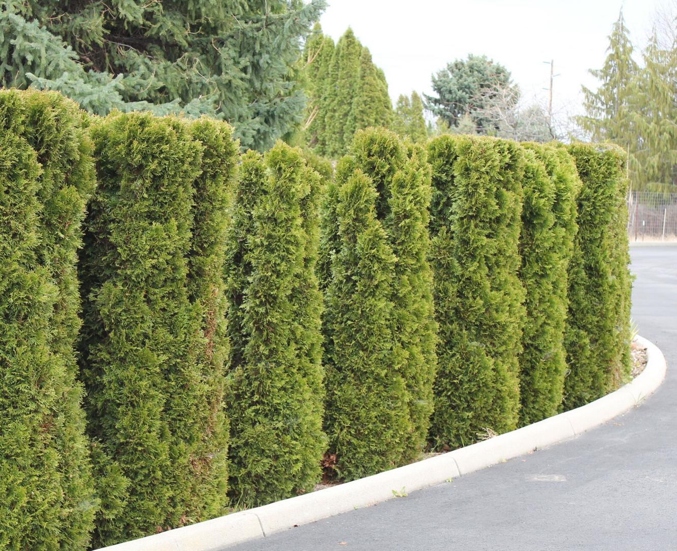Holly Bush